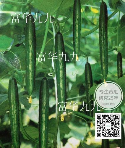 富華九九日本類型黃瓜種子