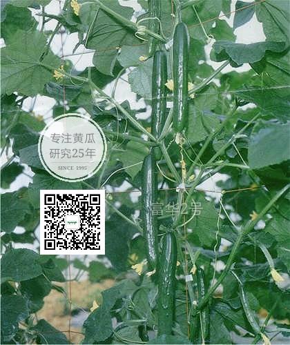 富華二號日本類型黃瓜種子