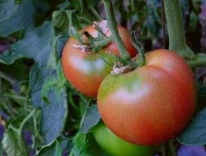 世界一號番茄種子