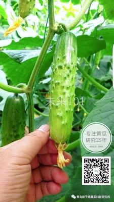 未來101大包大刺黃瓜種子